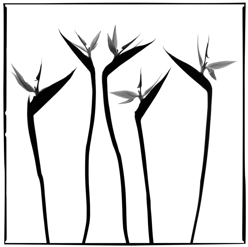 Strelitzia