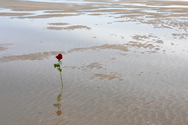 Rose perdue sur la plage de Trouville 