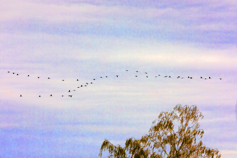 Vol de Grues Cendrées 