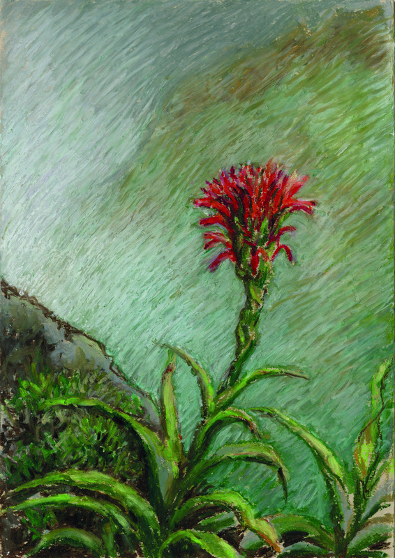 Ananas montagne (Pitcairnia bifrons) au sommet de la Soufrière, Parc national de la Soufrière, Guadeloupe