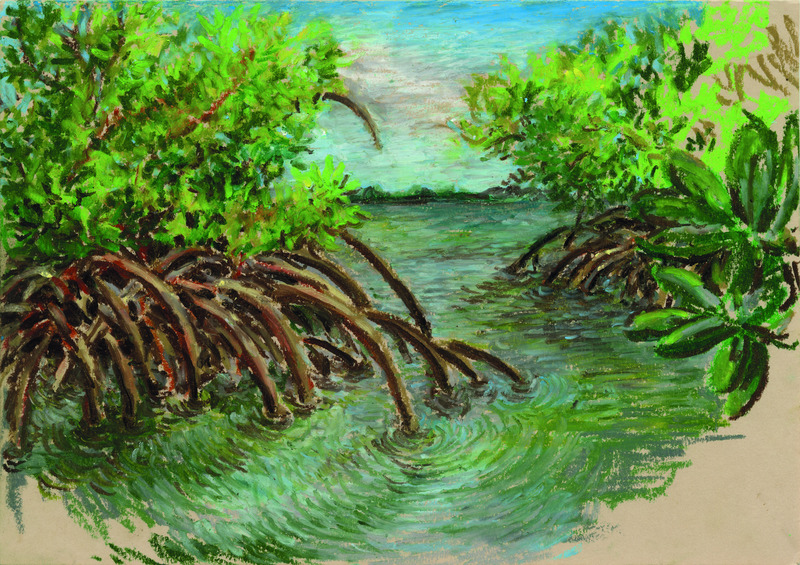 Palétuviers (Rhizophora mangle) de la mangrove de Sainte Rose, Guadeloupe