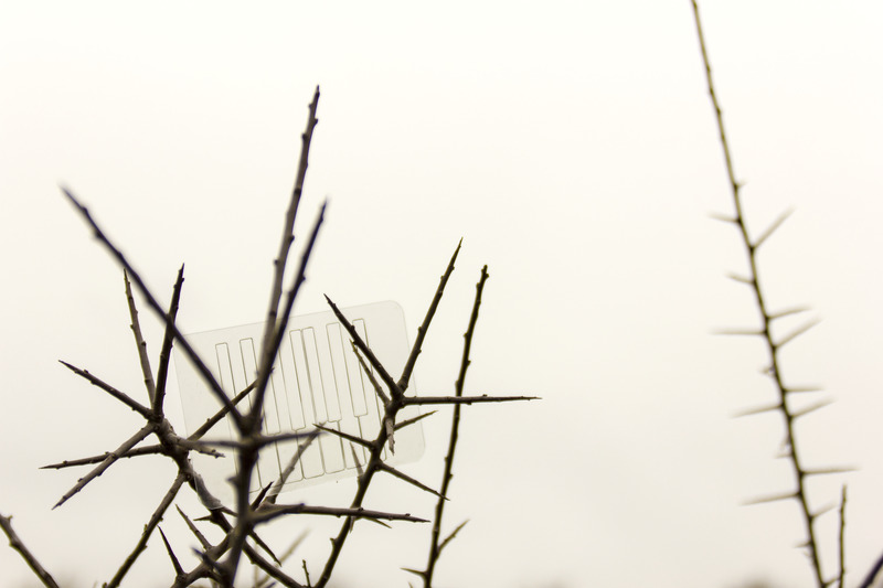 Filigree and shadow