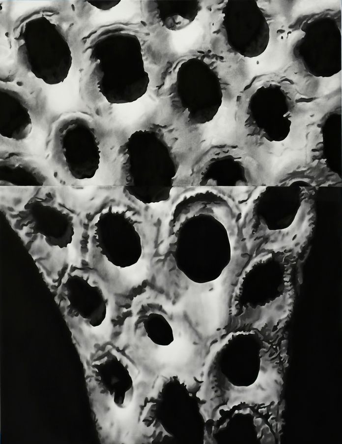 Thyracella/ Membranipora