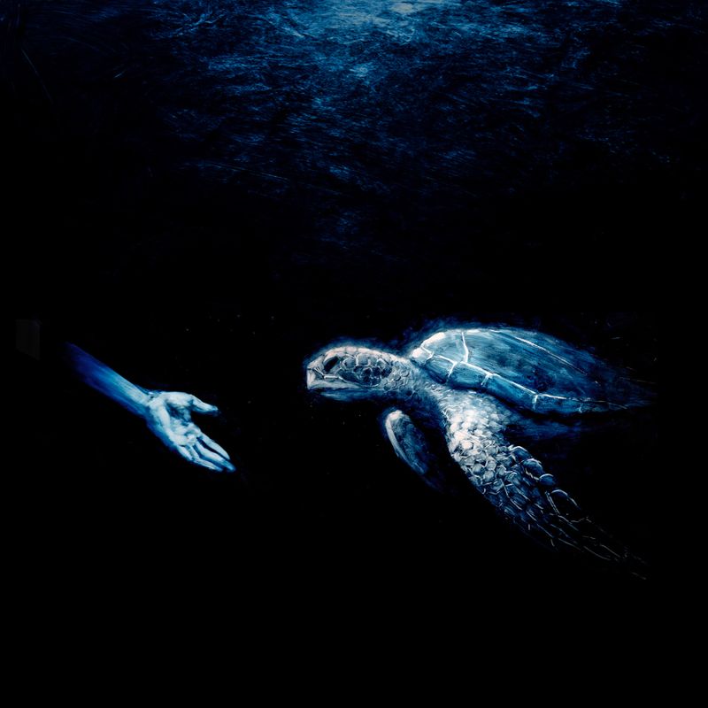 Turtle and I