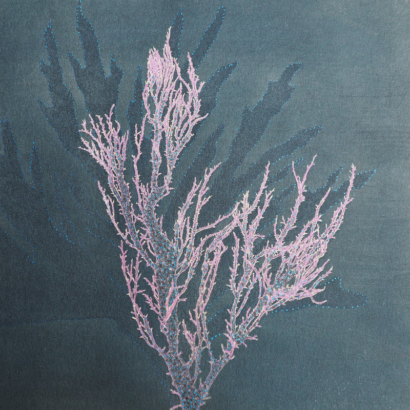 Algue Halymenia Formosa 4 