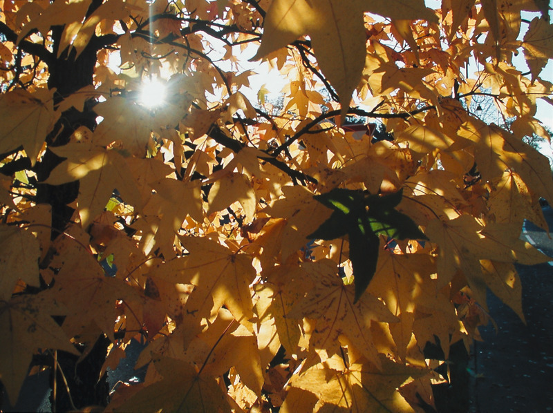 Blond d'automne
