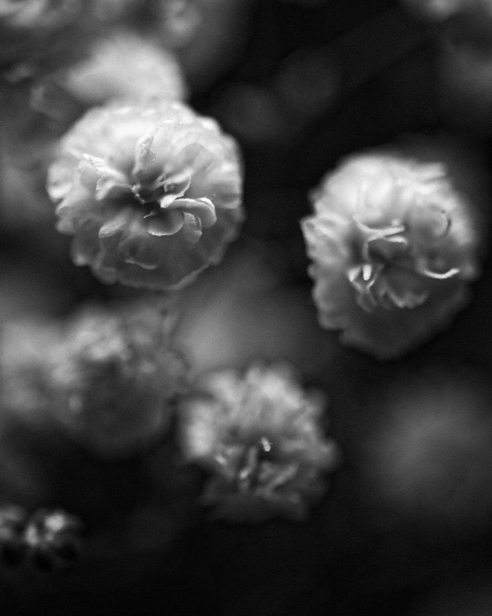 Oeillets